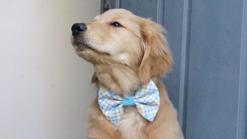 400+ van de beste, schattigste Golden Retriever-hondennamen ooit