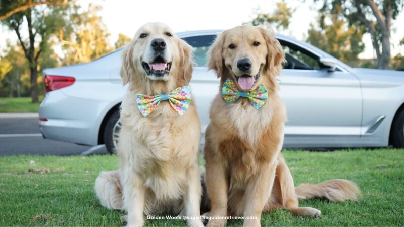 10 manieren om de nationale hondendag met uw hond te vieren #Dogtrader