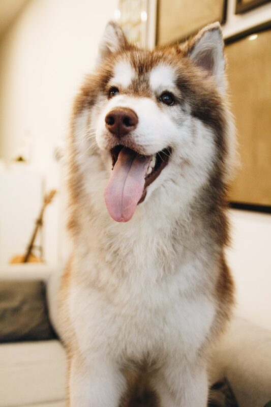 hond