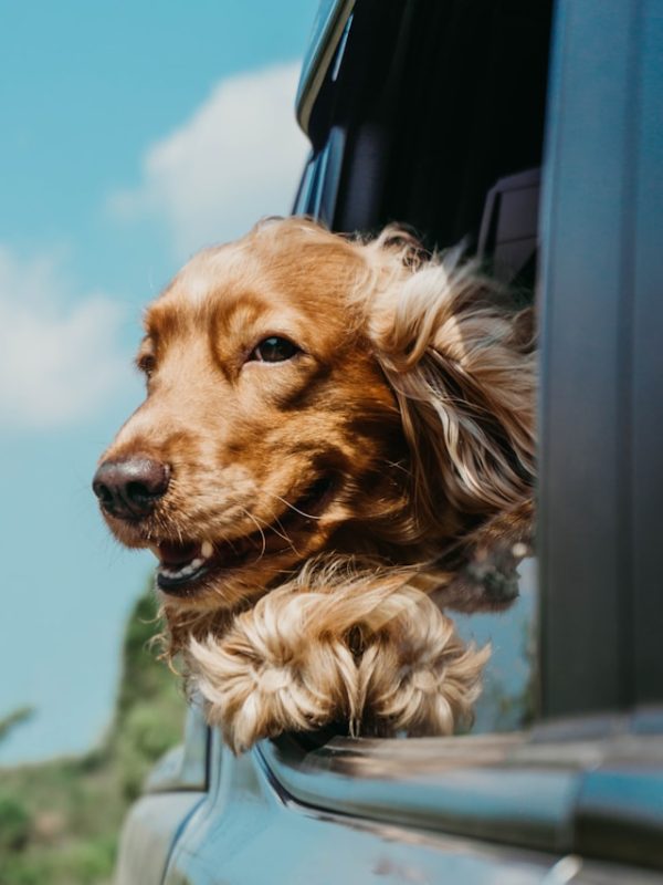hond
